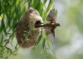 A Remiz Tit Feeding Its Young - China