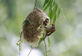 A Remiz Tit Feeding Its Young - China