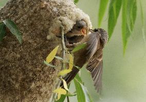 A Remiz Tit Feeding Its Young - China