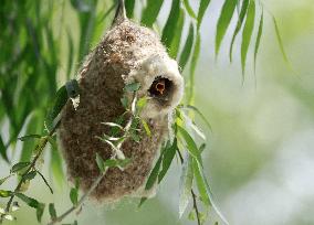 A Remiz Tit Feeding Its Young - China