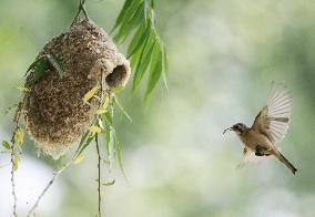 A Remiz Tit Feeding Its Young - China
