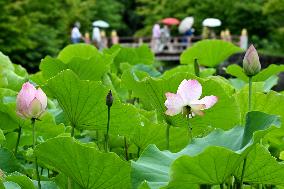 Lotus flower at northeastern Japan temple