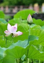 Lotus flower at northeastern Japan temple