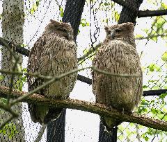 Blakiston's fish owls at northern Japan zoo