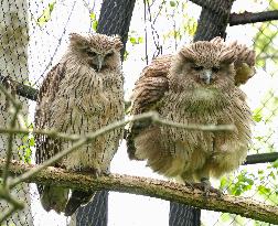 Blakiston's fish owls at northern Japan zoo