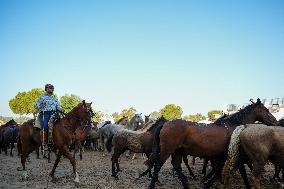 Traditional Saca De Yeguas - Spain