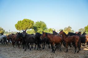 Traditional Saca De Yeguas - Spain