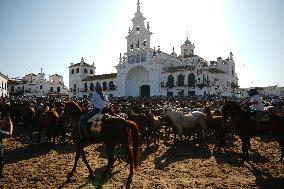 Traditional Saca De Yeguas - Spain