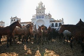 Traditional Saca De Yeguas - Spain
