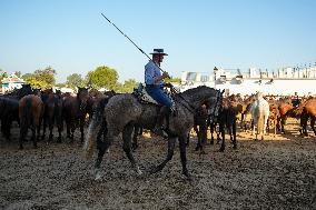 Traditional Saca De Yeguas - Spain