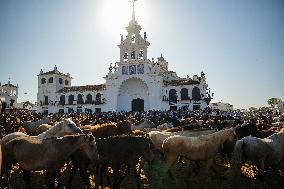 Traditional Saca De Yeguas - Spain