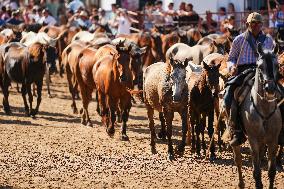 Traditional Saca De Yeguas - Spain