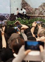 Four giant pandas at western Japan zoo to return to China