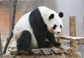 Four giant pandas at western Japan zoo to return to China