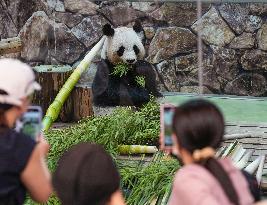Four giant pandas at western Japan zoo to return to China