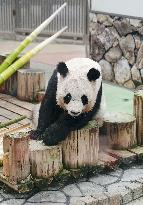 Four giant pandas at western Japan zoo to return to China