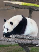 Four giant pandas at western Japan zoo to return to China