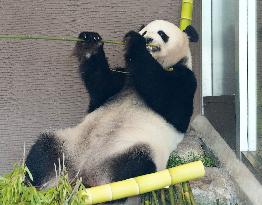 Four giant pandas at western Japan zoo to return to China