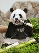 Four giant pandas at western Japan zoo to return to China