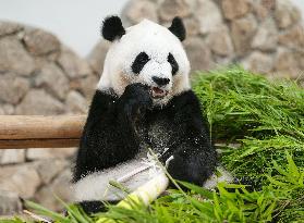Four giant pandas at western Japan zoo to return to China