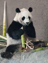 Four giant pandas at western Japan zoo to return to China