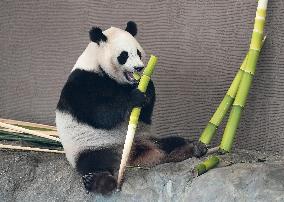 Four giant pandas at western Japan zoo to return to China