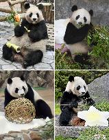 Four giant pandas at western Japan zoo
