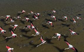 Lamboyance of Flamingos - Turkey