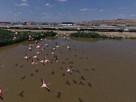 Lamboyance of Flamingos - Turkey