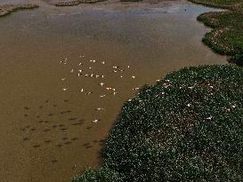 Lamboyance of Flamingos - Turkey