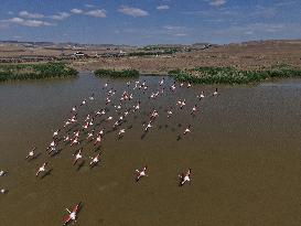 Lamboyance of Flamingos - Turkey