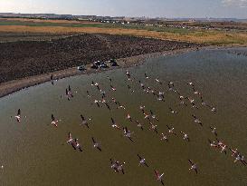 Lamboyance of Flamingos - Turkey