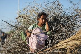 Palestinians Carry Collected Tree Branches and Scrap Wood - Gaza