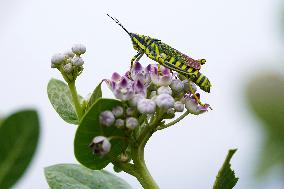Painted Grasshopper Illustrations - India