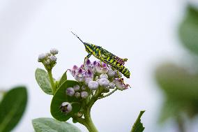 Painted Grasshopper Illustrations - India
