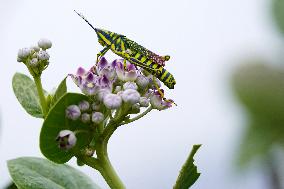 Painted Grasshopper Illustrations - India