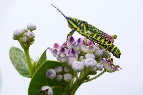 Painted Grasshopper Illustrations - India