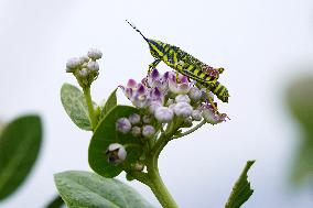 Painted Grasshopper Illustrations - India