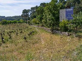 Abandoned Vineyards in Provence Highlight Overproduction Issues - Provence