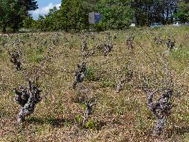Abandoned Vineyards in Provence Highlight Overproduction Issues - Provence