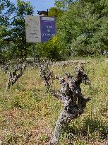 Abandoned Vineyards in Provence Highlight Overproduction Issues - Provence