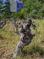Abandoned Vineyards in Provence Highlight Overproduction Issues - Provence