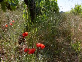 Provence Vineyards Poppies and Roses Signal Untreated Land - Provence