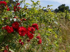 Provence Vineyards Poppies and Roses Signal Untreated Land - Provence