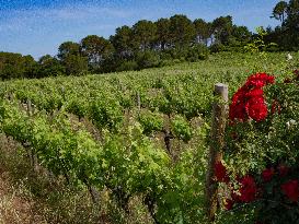 Provence Vineyards Poppies and Roses Signal Untreated Land - Provence