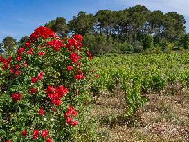 Provence Vineyards Poppies and Roses Signal Untreated Land - Provence