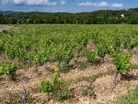 Provence Vineyards Poppies and Roses Signal Untreated Land - Provence