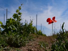 Provence Vineyards Poppies and Roses Signal Untreated Land - Provence