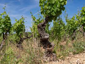 Provence Vineyards Poppies and Roses Signal Untreated Land - Provence