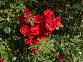 Provence Vineyards Poppies and Roses Signal Untreated Land - Provence